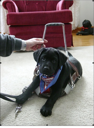 Spinner as a pup, with a big harness to fill.