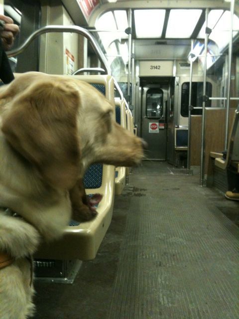 For Whitney (and all of Beth's dogs) travel by planes, trains (here the L) and automobiles is a big yawn.