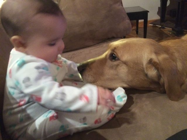 Here’s the photo I’m talking about, my 5-month-old great niece with my five-year-old great Seeing Eye dog.