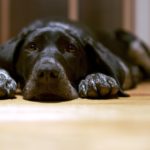 Photo of sad black dog.