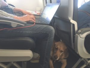 Picture of Whitney lying at Beth's feet on the plane.